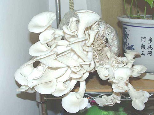 家庭种植菌2