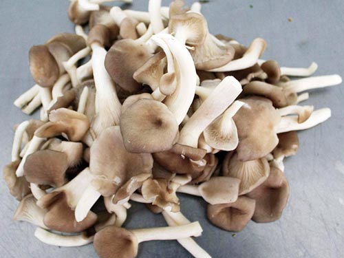秀珍菇