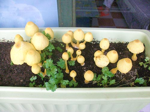 家庭种植菌3
