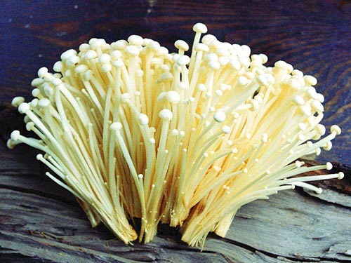 金针菇