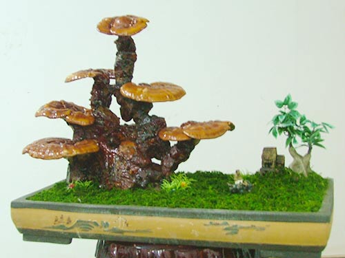 灵芝2