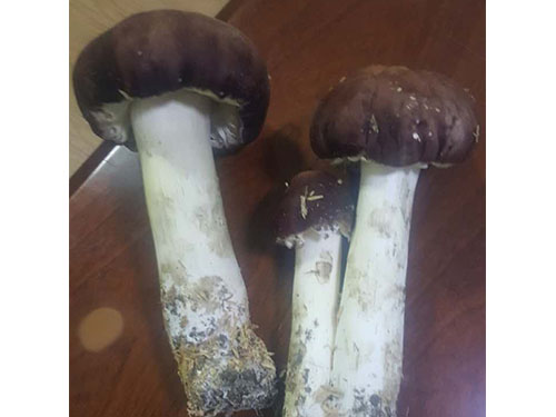 大球盖菇