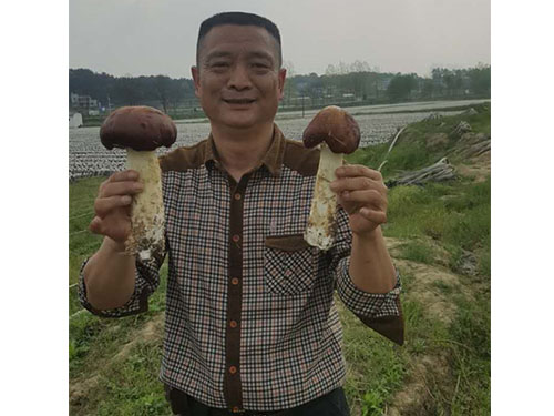 大球盖菇