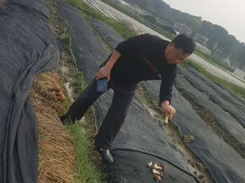 湖南神骏农业科技发展有限公司,湖南神骏农业,神骏农业,邵阳食用菌,邵阳食用菌种植基地