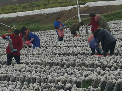 湖南神骏农业科技发展有限公司,湖南神骏农业,神骏农业,邵阳食用菌,邵阳食用菌种植基地