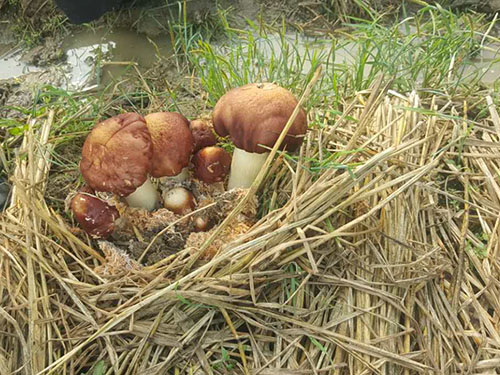 湖南神骏农业科技发展有限公司,湖南神骏农业,神骏农业,邵阳食用菌,邵阳食用菌种植基地