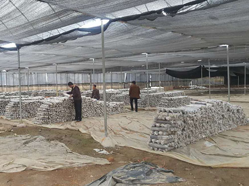 湖南神骏农业科技发展有限公司,湖南神骏农业,神骏农业,邵阳食用菌,邵阳食用菌种植基地