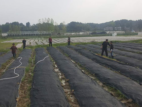 湖南神骏农业科技发展有限公司,湖南神骏农业,神骏农业,邵阳食用菌,邵阳食用菌种植基地