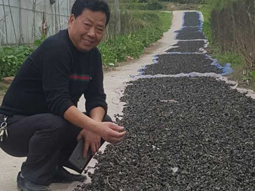 湖南神骏农业科技发展有限公司,湖南神骏农业,神骏农业,邵阳食用菌,邵阳食用菌种植基地