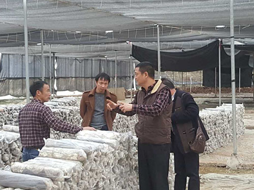 湖南神骏农业科技发展有限公司,湖南神骏农业,神骏农业,邵阳食用菌,邵阳食用菌种植基地