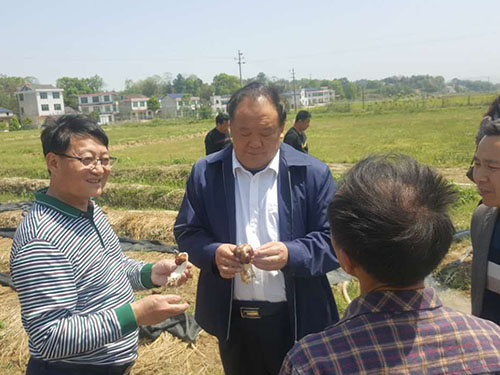 湖南神骏农业科技发展有限公司,湖南神骏农业,神骏农业,邵阳食用菌,邵阳食用菌种植基地