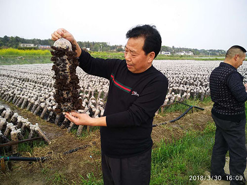 湖南神骏农业科技发展有限公司,湖南神骏农业,神骏农业,邵阳食用菌,邵阳食用菌种植基地