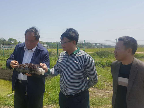 湖南神骏农业科技发展有限公司,湖南神骏农业,神骏农业,邵阳食用菌,邵阳食用菌种植基地