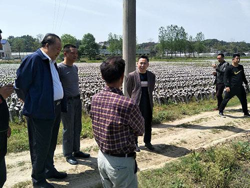 湖南神骏农业科技发展有限公司,湖南神骏农业,神骏农业,邵阳食用菌,邵阳食用菌种植基地