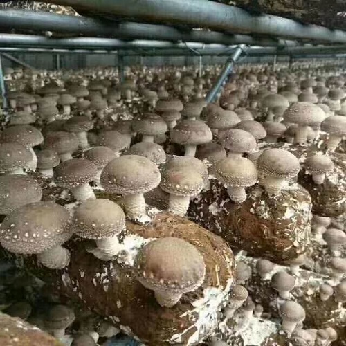 菌培育车间